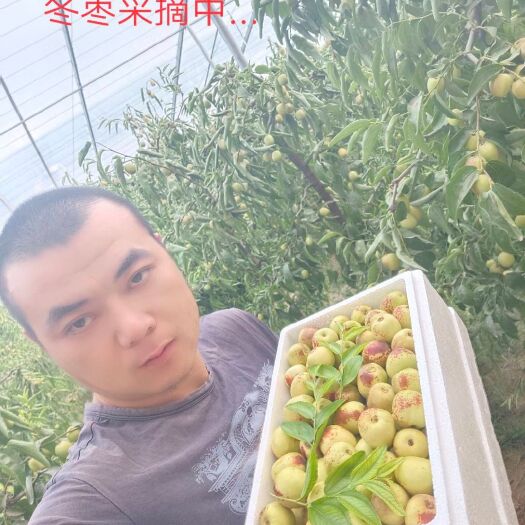 大荔县 大荔冬枣，现摘现发！