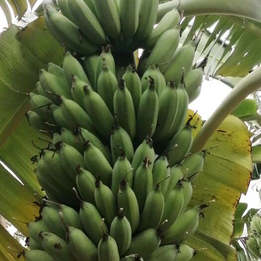大新县粉蕉 八成熟