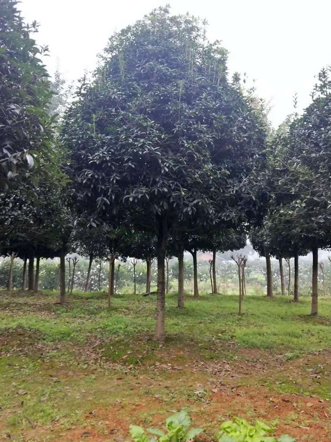 八月桂  桂花树  金桂  大量现货批发