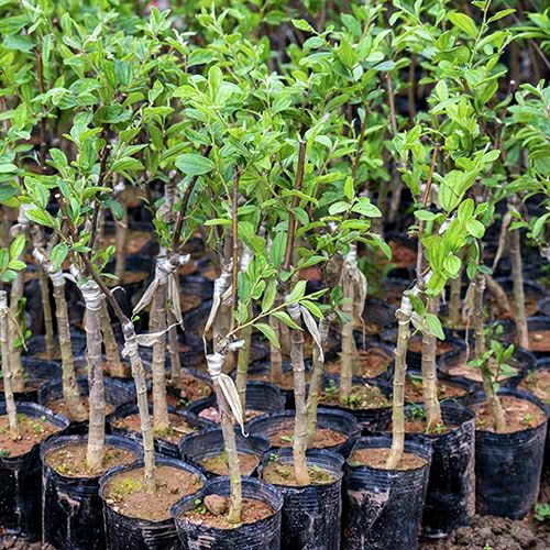 大青枣树苗蜜丝枣苗阳台庭院果树嫁接树枣子苗当年结果可盆