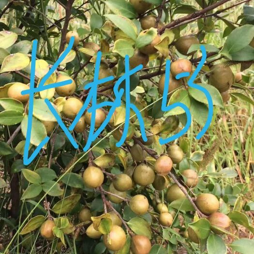 丰城市 基地批量供应长林系列高产嫁接油茶苗果大皮薄出油率高省定点单位