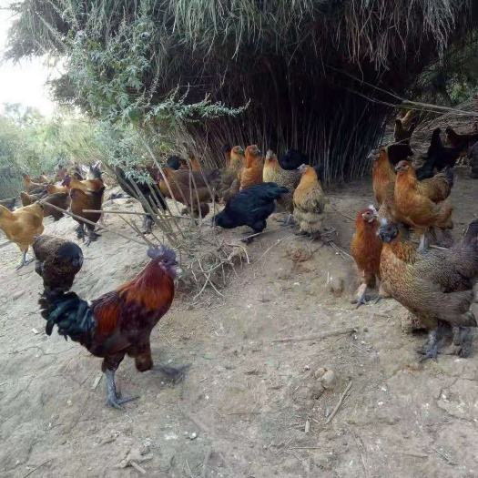 昆明 无量上土鸡苗