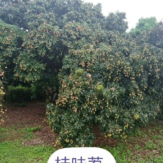 灵山县妃子笑荔枝