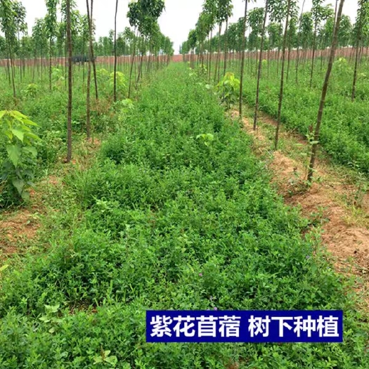 嘉祥县山东紫花苜蓿种子大量销售 种一次八年收割