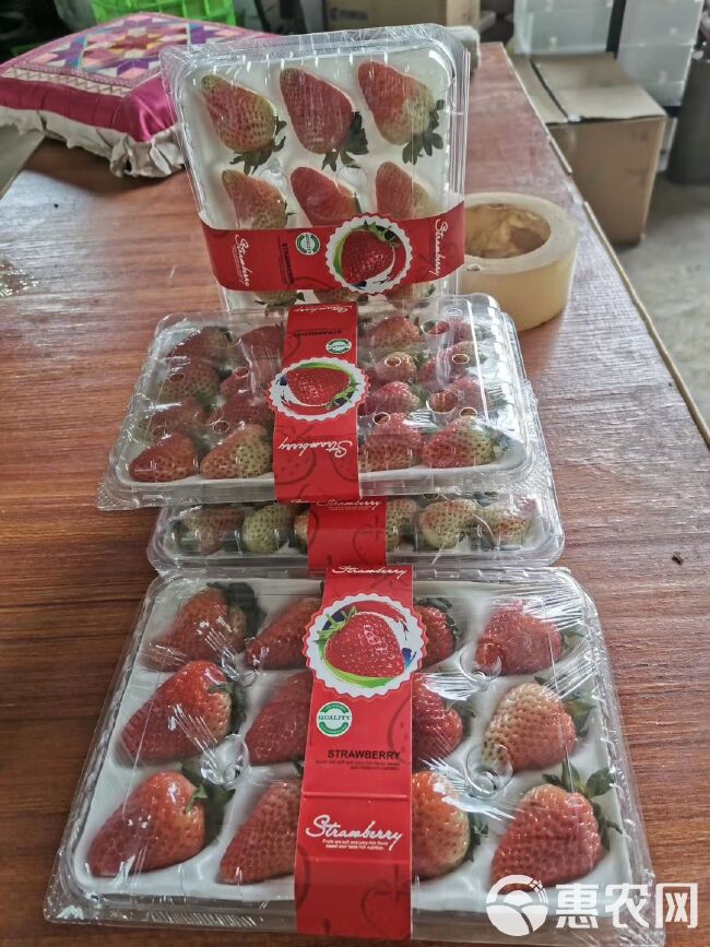 蒙特瑞草莓 从基地采摘到工厂包装再到客户手中24小时内完成，