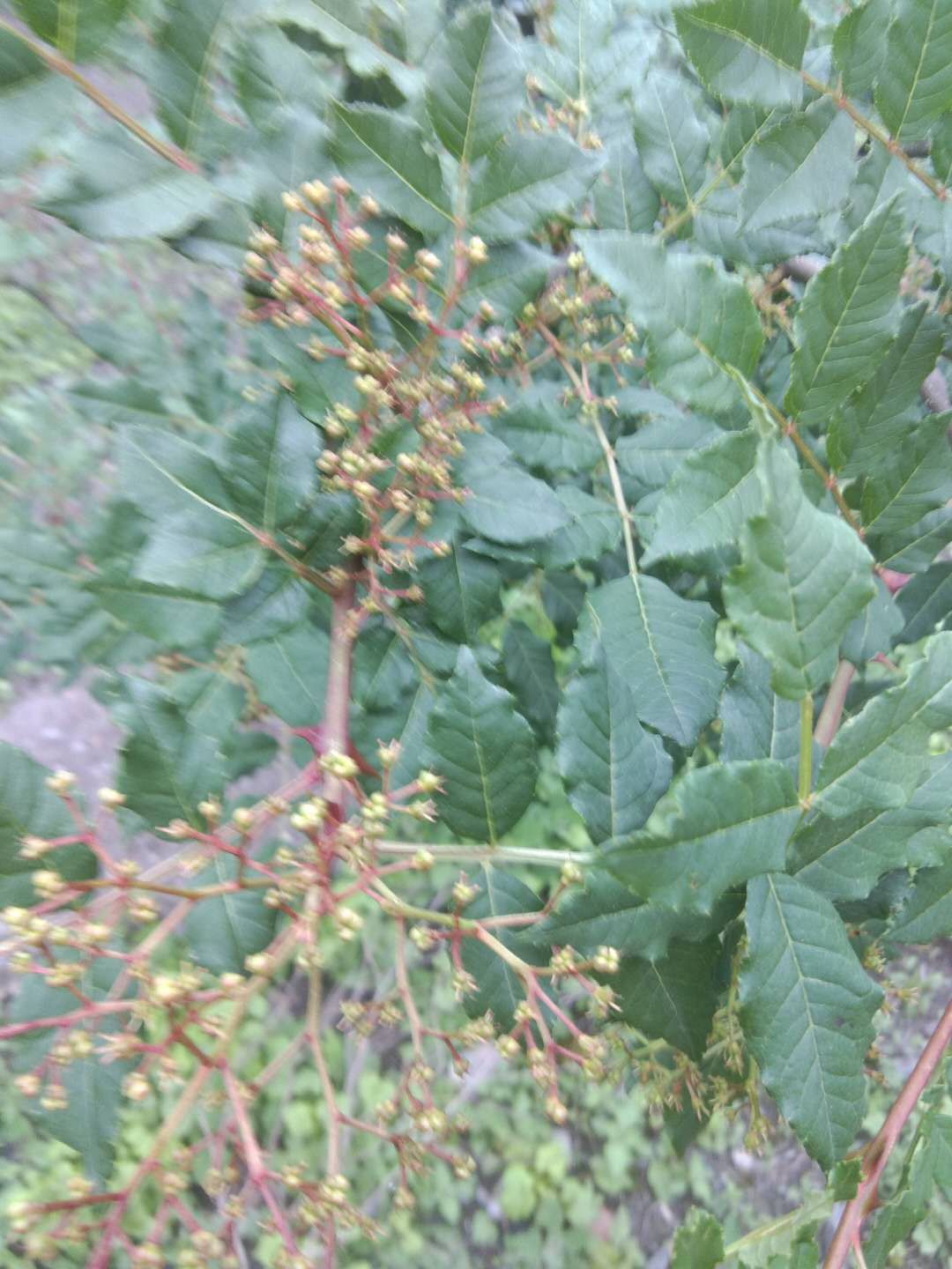 大红袍花椒 一级 干花椒