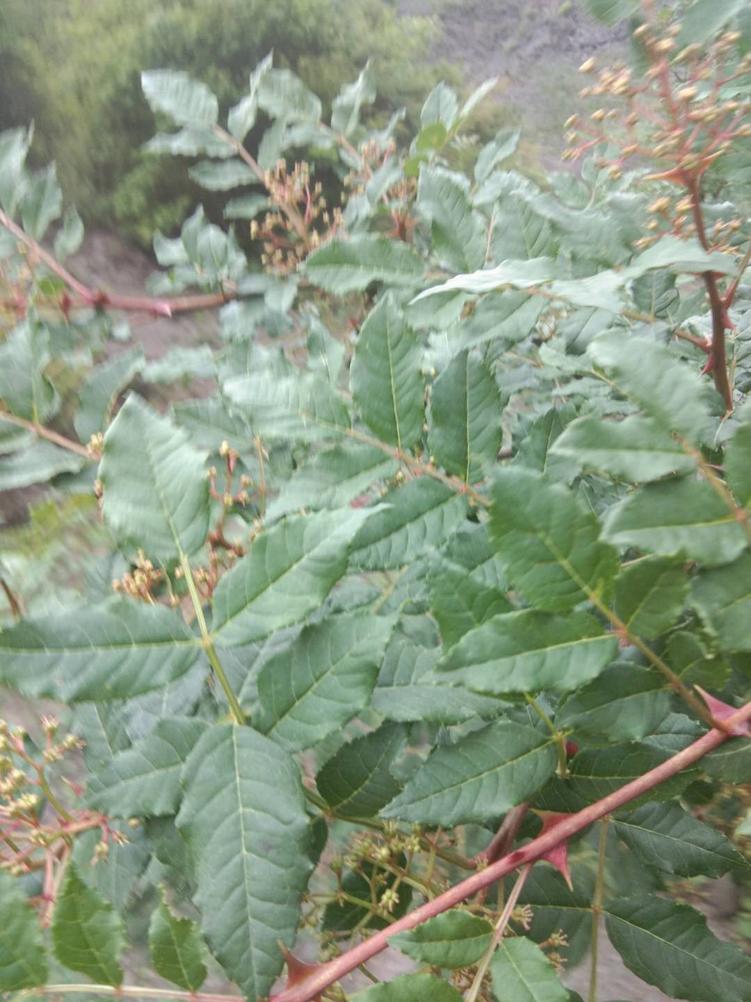 大红袍花椒 一级 干花椒