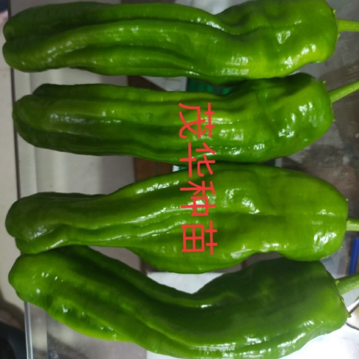 砀山县薄皮椒 青皮，大果，竖皱，产量高，抗高温