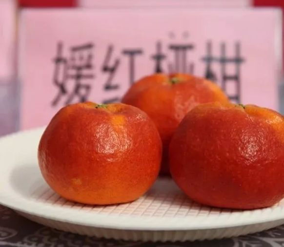 简阳市媛红椪柑枝条(基地直供，品种正宗，假一赔十)