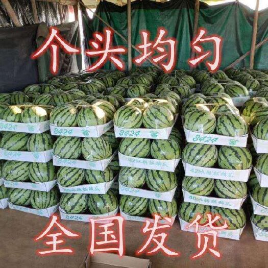 岳阳8424西瓜 诚信经营，质量三包，欢迎实地看瓜
