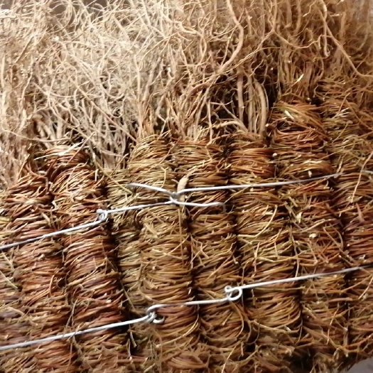广州鸡骨草