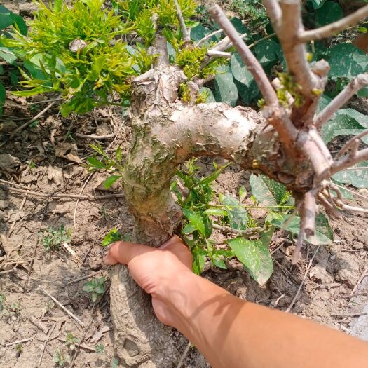 连云港 有大量黄杨，黑松，地柏，糯米茶，出售，需要联系详谈