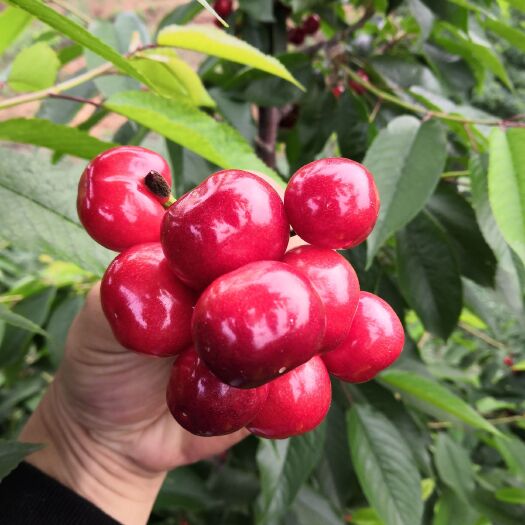 秦皇岛 山海关大樱桃，沙密豆，美早，汁多肉厚，营养丰富，香甜可口！