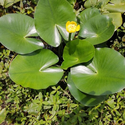 梅州水浮萍 萍缝草 水生植物 中药材