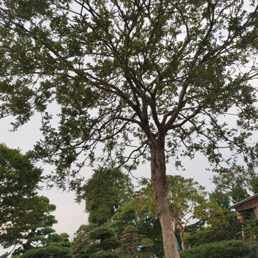 海安市高杆瓜子黄杨