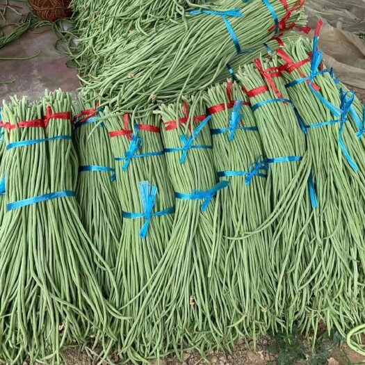 南乐县 最长的豆角70厘米上，蔬菜豆角挺好的，有需要的老板联系我