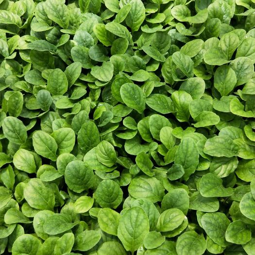 石林县非洲菊苗 非洲菊种苗，品种齐全，价格实惠