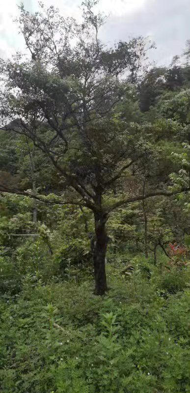 来凤县瓜子黄杨木
