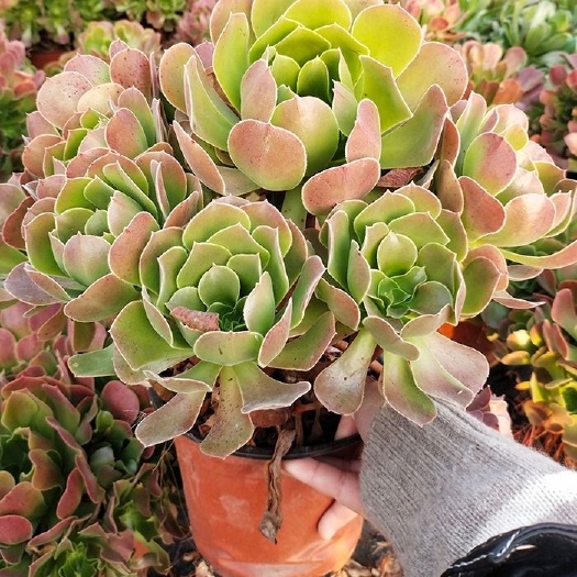 宿迁 多肉多肉植物法师多肉老桩铜壶法师黑法师万圣节法师多肉法师组合