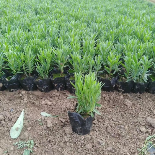 薰衣草,基地直销,常年销售各种绿化苗木。