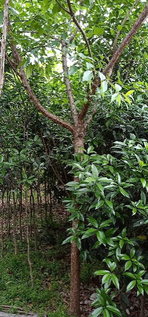 流苏树 低价出售流苏