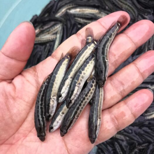 中山市 黑鱼苗，杂交黑鱼苗，正交生鱼苗，港种杂交生鱼苗，
