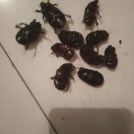 扶余市龙虱  金龟子，产新了