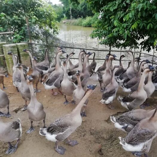 东莞市黑棕鹅 半圈散养，长期供货，货源充足，价钱优美