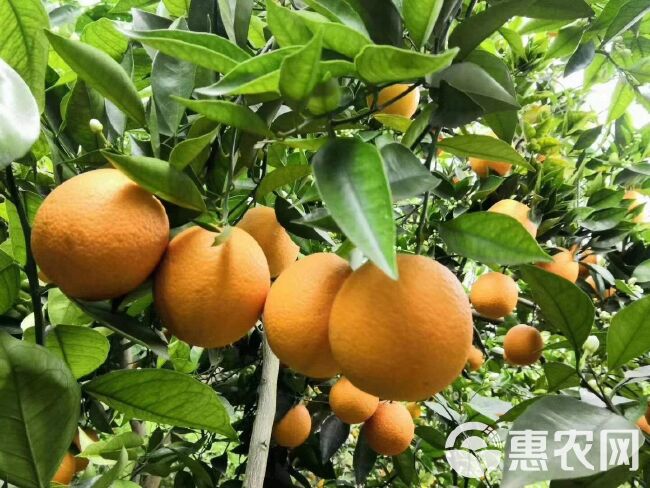 秭归夏橙60起步现採现发口感甜支持视频看货