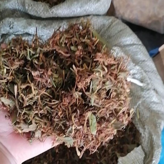 金银花批发有货[微笑]