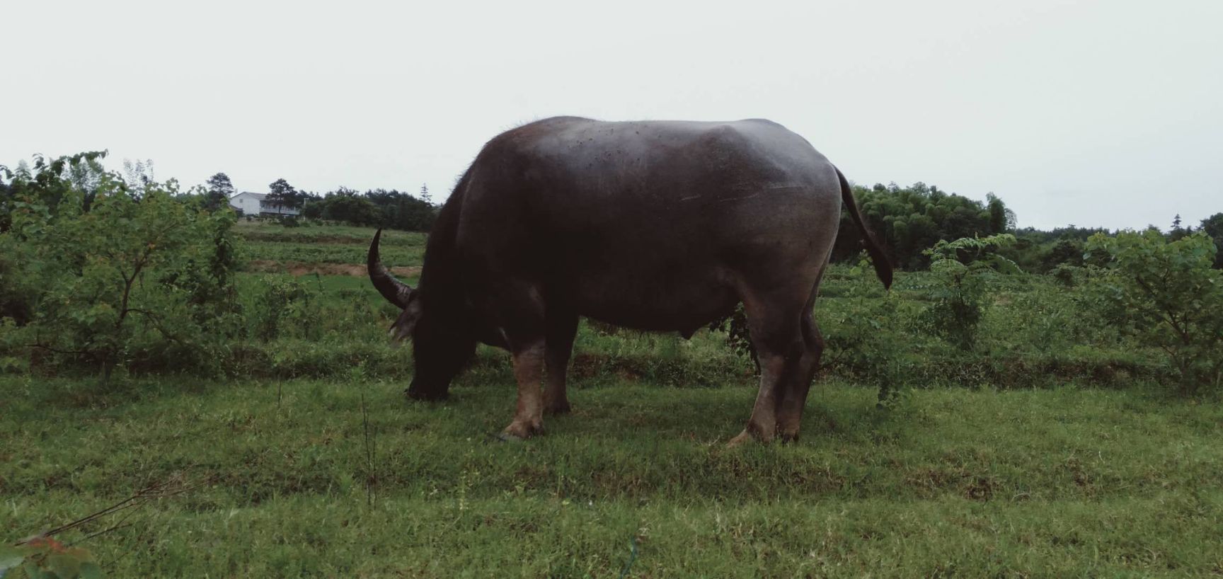 金溪县瘤牛  本地水牛，散养，此牛是我们家的种公牛也可到家里自行选种
