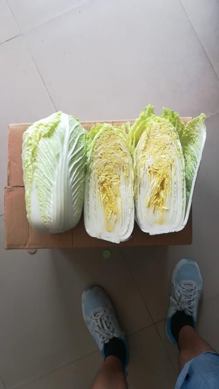张家口张家口错季蔬菜种植基地供应黄心大白菜