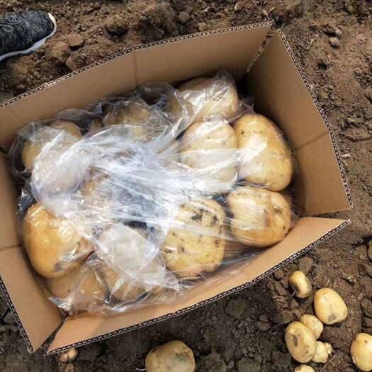 昌黎县 优质土豆大量上市
