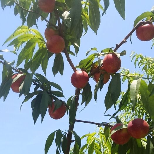 砀山县红油桃 桃子