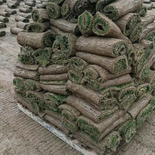 武汉马尼拉草皮   草皮 草坪 百慕大四季青 果岭草马尼拉 