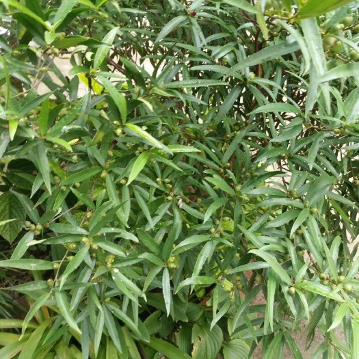龙川县牛奶树根 白花牛奶根