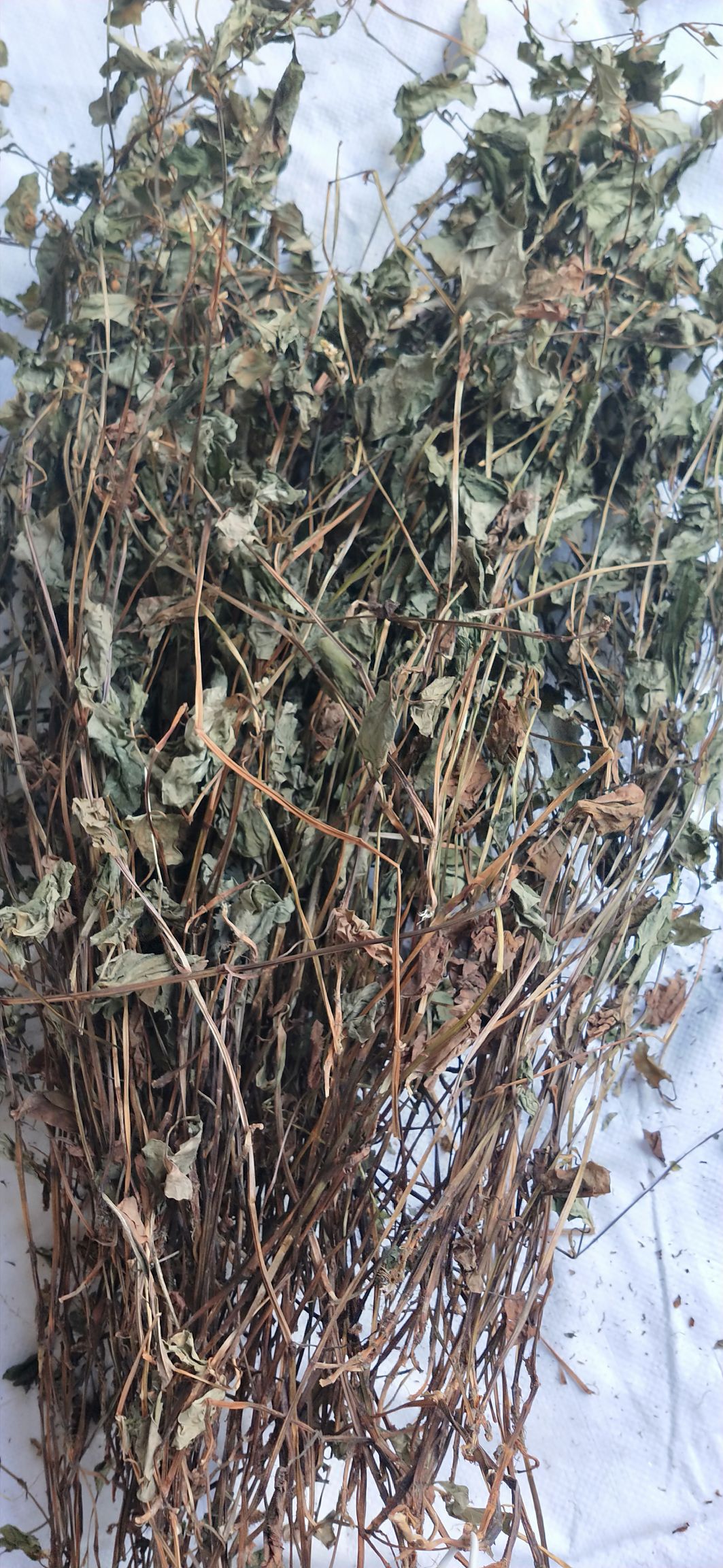 鱼腥草 产地直营 大货批发