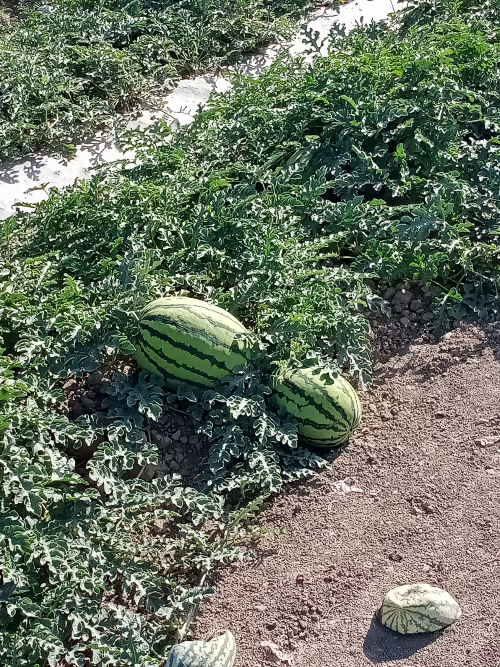  新疆下野地西瓜