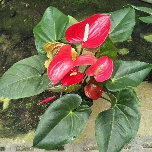 广州红掌（安祖花），办公居家优质绿植盆栽批发