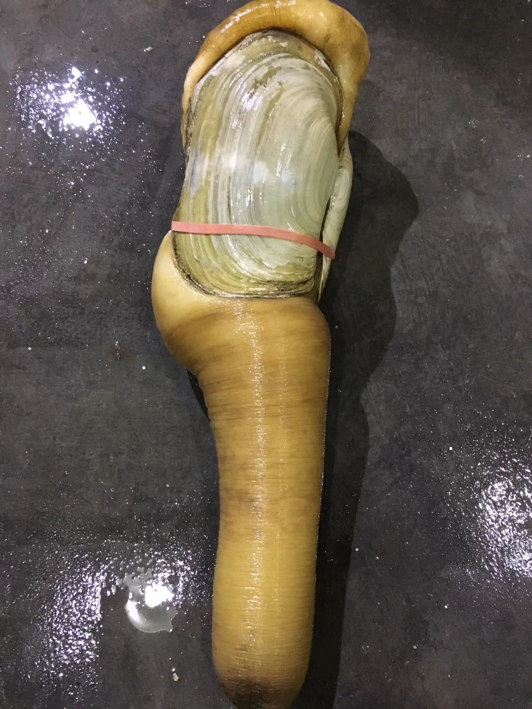 大量现货批发各种象拔蚌，鲜活刺身蚌，