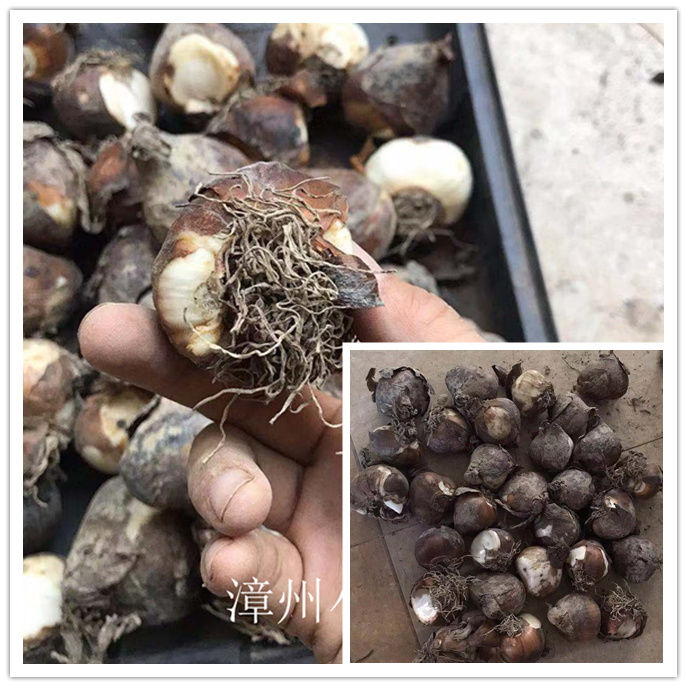 5000个水仙花种球盆栽漳州水仙花球根花卉冬季开花春节