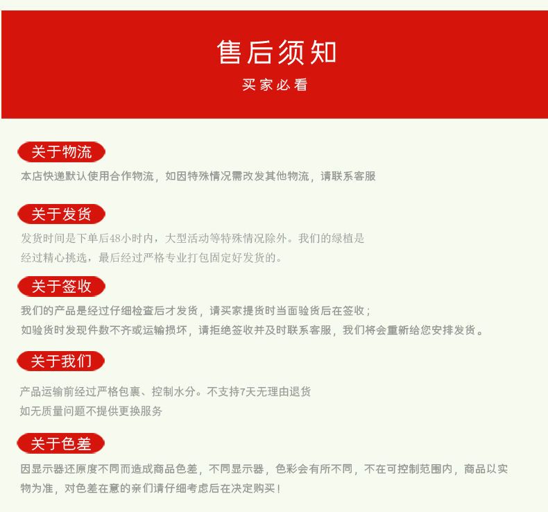 康乃馨切花  康乃馨种苗 云南昆明产地绿植石竹花苗  四季开
