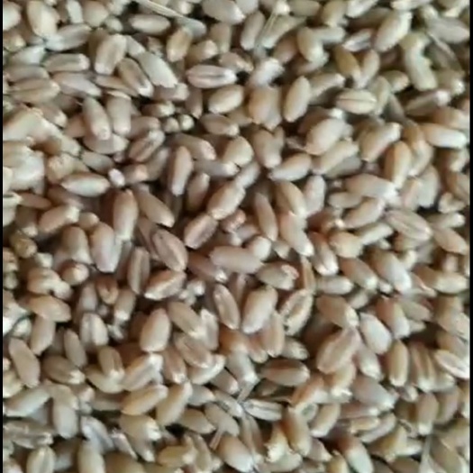 咸阳混合小麦  陕北，关中地区夏季小麦成熟销售中