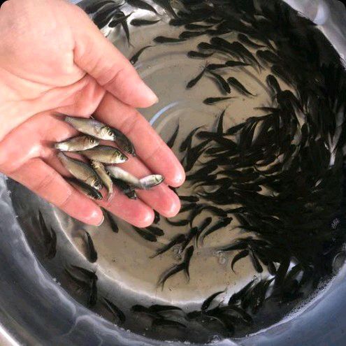 安顺 中科三号鲫鱼苗有需要的老板欢迎骚扰