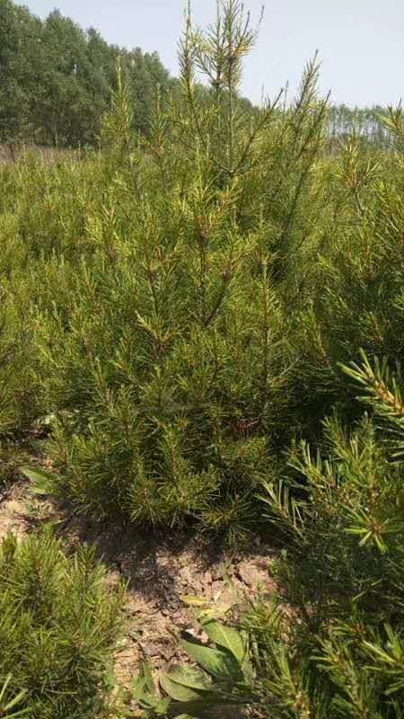 交口县 1米高定值白皮松