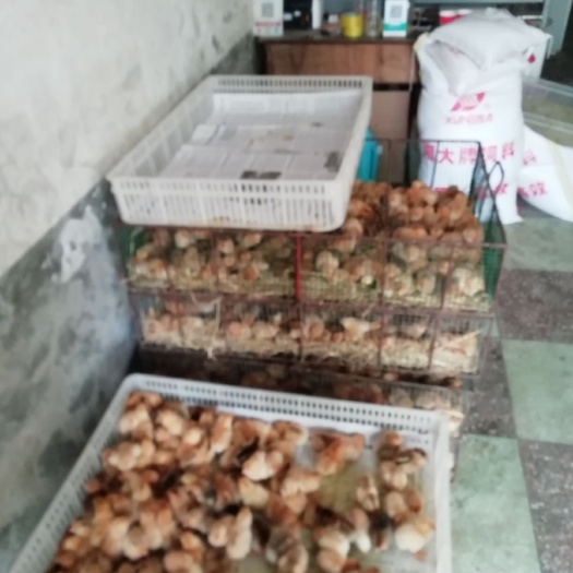 长丰县土鸡苗 统货