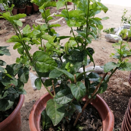 宁明县 正品虎头茉莉花苗