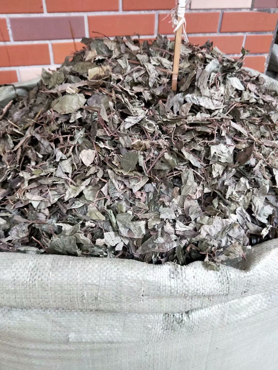  矮地茶   平地木