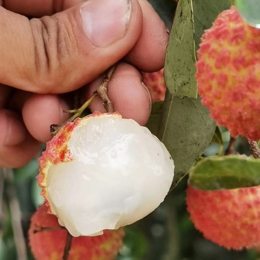 灵山县 桂味荔枝苗