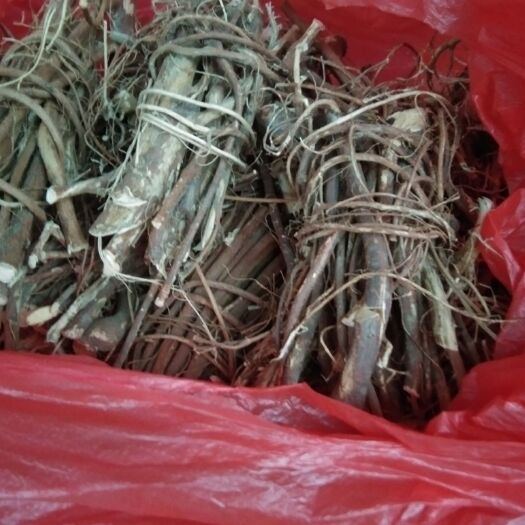 紫金县 五指毛桃